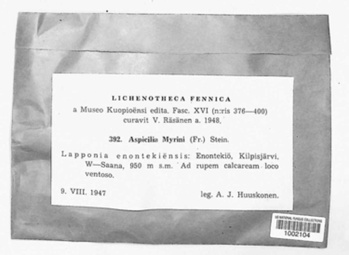 Aspicilia myrini image